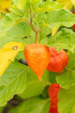 Zürih, İsviçre, 9 Ağustos 2023 Physalis Alkekengi veya botanik bahçesindeki kiraz.