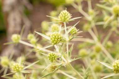 Zürih, İsviçre, 9 Ağustos 2023 Eryngium Campestre veya bitki bahçesindeki eryngo devedikeni
