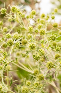 Zürih, İsviçre, 9 Ağustos 2023 Eryngium Campestre veya bitki bahçesindeki eryngo devedikeni