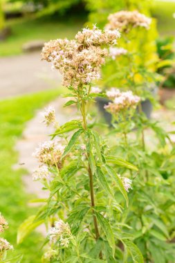 Zürih, İsviçre, 9 Ağustos 2023 Erythraea Centaurium veya botanik bahçesindeki ortak santral.