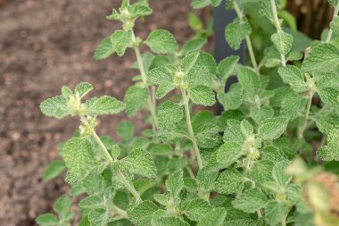 Zürih, İsviçre, 9 Ağustos 2023 Marrubium Vulgare veya botanik bahçesindeki ortak horehound fabrikası