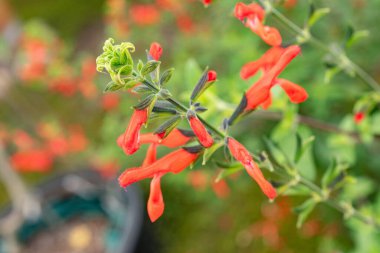 Zürih, İsviçre, 9 Ağustos 2023 Salvia Darcyi bitkisi botanik bahçesinde