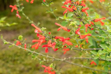 Zürih, İsviçre, 9 Ağustos 2023 Salvia Darcyi bitkisi botanik bahçesinde