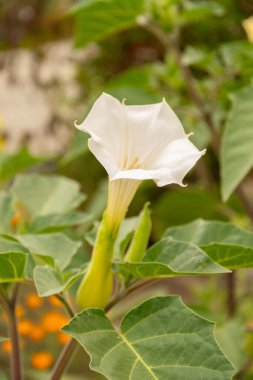 Zürih, İsviçre, 9 Ağustos 2023 Datura Innoxia veya botanik bahçesindeki Pricklyburr fabrikası