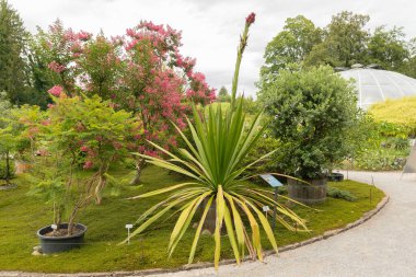 Zürih, İsviçre, 9 Ağustos 2023 Doryanthes Palmeri veya botanik bahçesindeki dev zambak bitkisi