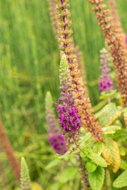 Zürih, İsviçre, 9 Ağustos 2023 Teucrium Hircanicum veya botanik bahçesindeki İranlı Alman fabrikası