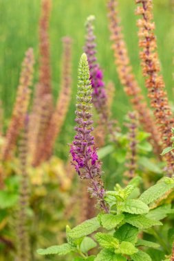 Zürih, İsviçre, 9 Ağustos 2023 Teucrium Hircanicum veya botanik bahçesindeki İranlı Alman fabrikası