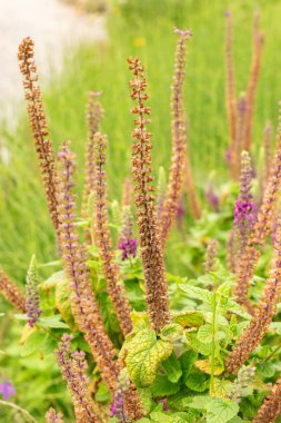 Zürih, İsviçre, 9 Ağustos 2023 Teucrium Hircanicum veya botanik bahçesindeki İranlı Alman fabrikası