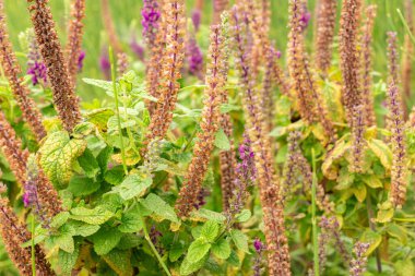 Zürih, İsviçre, 9 Ağustos 2023 Teucrium Hircanicum veya botanik bahçesindeki İranlı Alman fabrikası