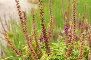 Zürih, İsviçre, 9 Ağustos 2023 Teucrium Hircanicum veya botanik bahçesindeki İranlı Alman fabrikası