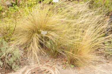 Zürih, İsviçre, 9 Ağustos 2023 Nassella Tenuissima veya botanik bahçesindeki Meksika tüy çimi