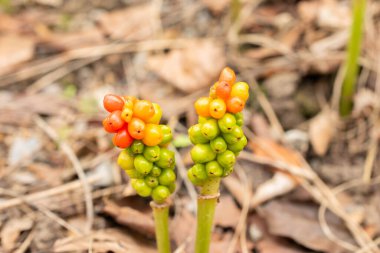 Zürih, İsviçre, 9 Ağustos 2023 Botanik Bahçesindeki Arum Italicum fabrikası