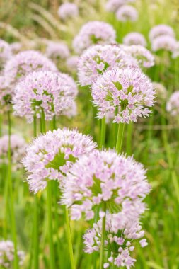 Zürih, İsviçre, 9 Ağustos 2023 Allium Nutans veya botanik bahçesindeki Sibirya soğanları