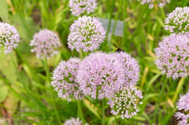 Zürih, İsviçre, 9 Ağustos 2023 Allium Nutans veya botanik bahçesindeki Sibirya soğanları