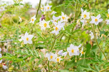 Zürih, İsviçre, 9 Ağustos 2023 Solanum Sisymbriifolium veya botanik bahçesindeki vila-vila çiçeği