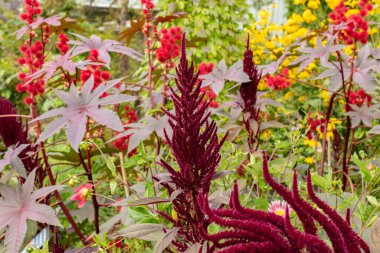 Zürih, İsviçre, 9 Ağustos 2023 Amaranthus Paniculatus veya botanik bahçesindeki Amaranthus tahılları