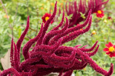 Zürih, İsviçre, 9 Ağustos 2023 Amaranthus Paniculatus veya botanik bahçesindeki Amaranthus tahılları