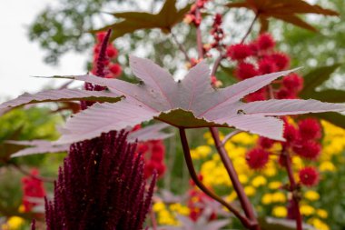 Zürih, İsviçre, 9 Ağustos 2023 Ricinus Communis veya botanik bahçesindeki hintyağı fabrikası