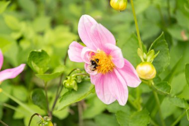 Zürih, İsviçre, 9 Ağustos 2023 Dahlia çiçeği botanik bahçesinde