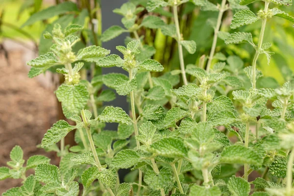 Zürih, İsviçre, 9 Ağustos 2023 Marrubium Vulgare veya botanik bahçesindeki ortak horehound fabrikası