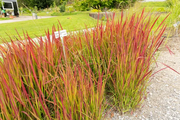 Zürih, İsviçre, 9 Ağustos 2023 Imperata Cylindrica veya botanik bahçesindeki kogongrass