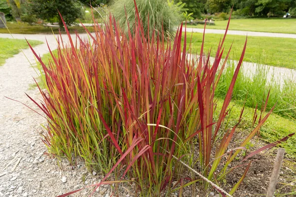 Zürih, İsviçre, 9 Ağustos 2023 Imperata Cylindrica veya botanik bahçesindeki kogongrass