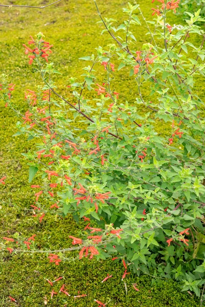 Zürich Schweiz Augusti 2023 Salvia Darcyi Växt Vid Botaniska Trädgården — Stockfoto