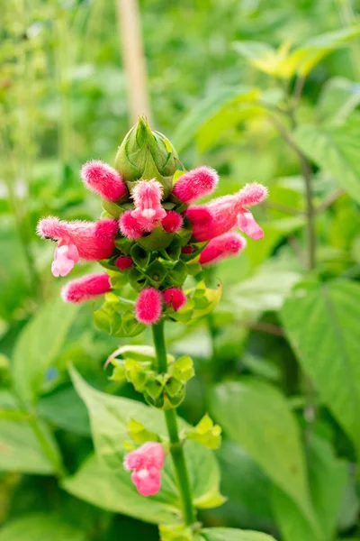 Zürih, İsviçre, 9 Ağustos 2023 Salvia Oxyphora bitkisi botanik bahçesinde.