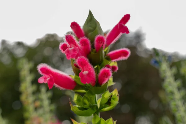 Zurique Suíça Agosto 2023 Salvia Oxyphora Planta Jardim Botânico — Fotografia de Stock