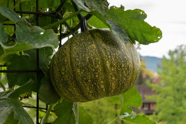 Zurich, Switzerland, August 9, 2023 Pumpkin or Cucurbita Pepo at the botanical garden