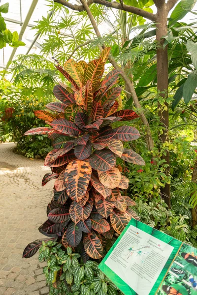 Mainau Německo Července 2023 Oheň Croton Nebo Codiaeum Variegatum Rostlina — Stock fotografie