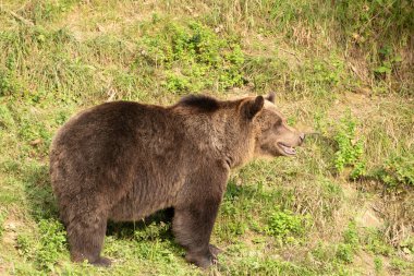 Zürih, İsviçre, 3 Eylül 2023 Vahşi yaşam parkındaki yeşil bir arazide