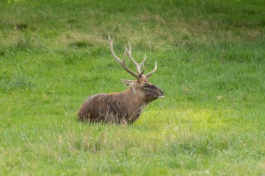 Zürih, İsviçre, 3 Eylül 2023 Vahşi yaşam parkında yeşil bir çayırda geyik