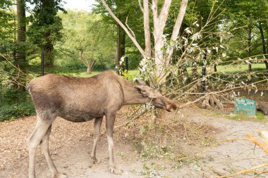 Zürih, İsviçre, 3 Eylül 2023 Moose vahşi yaşam parkındaki bir daldan taze yapraklar yiyor.