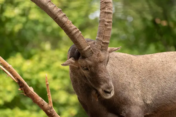 Zurych Szwajcaria Września 2023 Alpejski Ibex Parku Przyrody — Zdjęcie stockowe