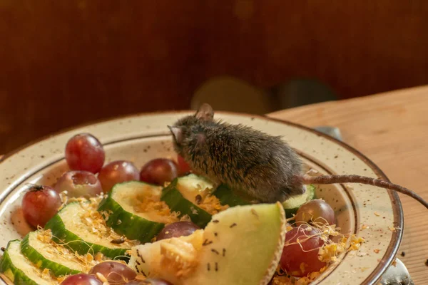 Zurich, Switzerland, September 3, 2023 Mouse is eating fresh fruits from a plate in a wildlife park