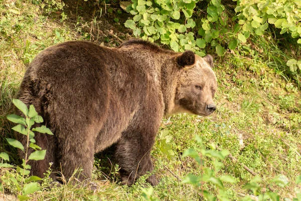 Zurich Swiss September 2023 Beruang Lapangan Hijau Taman Satwa Liar — Stok Foto