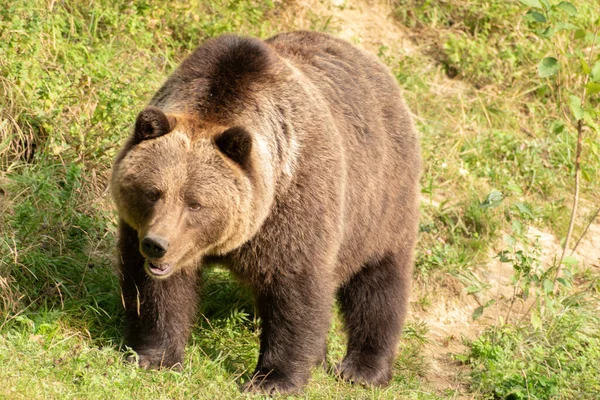 Zurich Suiza Septiembre 2023 Bear Green Field Wildlife Park —  Fotos de Stock