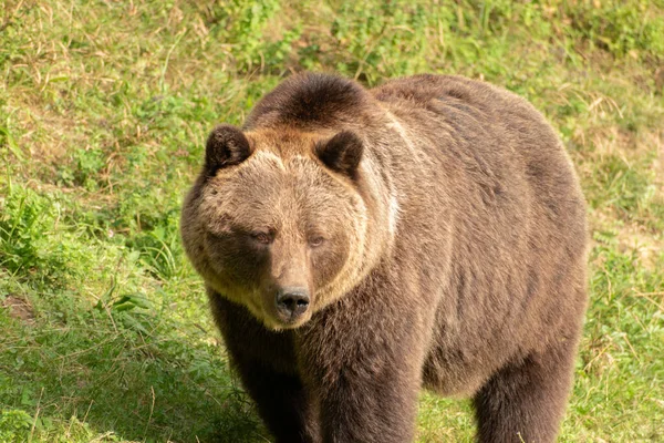 Zurich Switzerland September 2023 Bear Green Field Wildlife Park — Stock Photo, Image