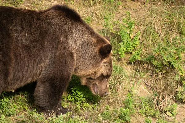 Zurych Szwajcaria Września 2023 Niedźwiedź Zielonym Polu Parku Przyrody — Zdjęcie stockowe