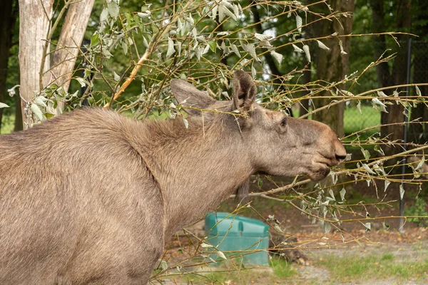 Zurich Swiss September 2023 Moose Sedang Makan Daun Segar Dari — Stok Foto