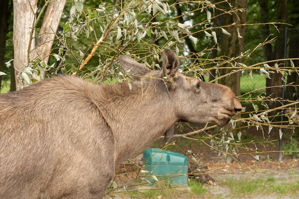 Zurigo Svizzera Settembre 2023 Moose Sta Mangiando Foglie Fresche Una — Foto Stock