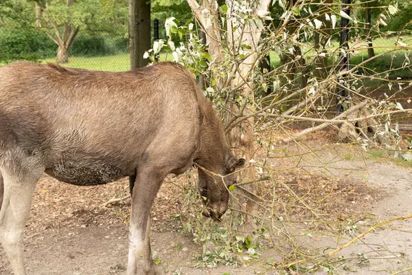 stock image Zurich, Switzerland, September 3, 2023 Moose is eating fresh leafs from a branch in a wildlife park