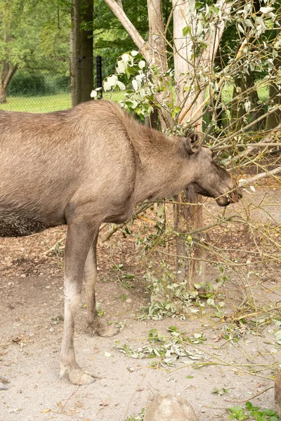 瑞士苏黎世 2023年9月3日驼鹿正在吃野生动物公园里树枝上的新鲜叶子 — 图库照片