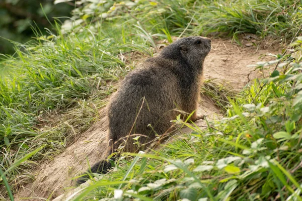Zurique Suíça Setembro 2023 Marmot Prado Verde Parque Vida Selvagem — Fotografia de Stock