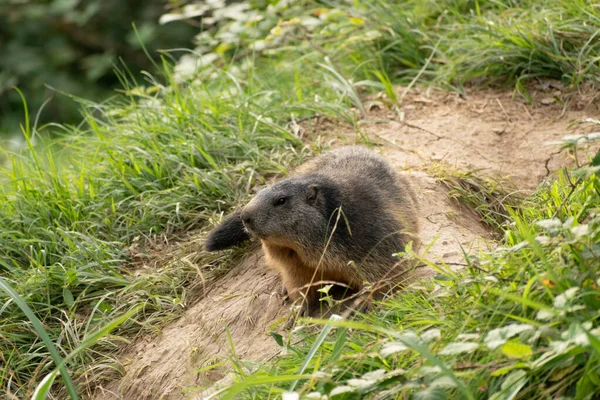 Zurych Szwajcaria Września 2023 Marmot Zielonej Łące Parku Przyrody — Zdjęcie stockowe