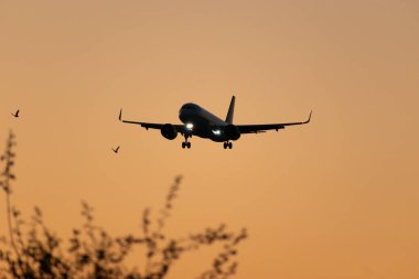 Zürih, İsviçre, 6 Eylül, 2023 EC-NCF Vueling Airlines Airbus A320-271N Neo uçağı, bu akşam 14. piste yaklaşmaktadır.
