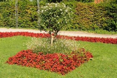 Kempten, Almanya, 8 Eylül 2023 Güneşli bir günde şehir merkezinde çiçekli güzel bir park