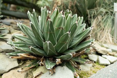 Saint Gallen, İsviçre, 13 Kasım 2023 Agave Victoriae-reginae veya Kraliçe Victoria agave botanik bahçesinde.