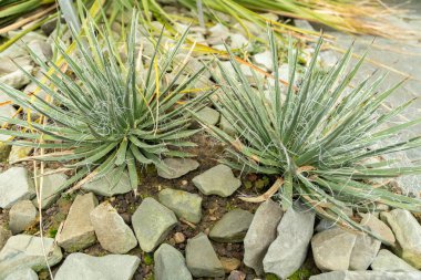 Saint Gallen, İsviçre, 13 Kasım 2023 Agave Toumeyana bitkisi botanik bahçesinde.